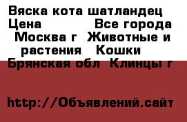 Вяска кота шатландец › Цена ­ 1 000 - Все города, Москва г. Животные и растения » Кошки   . Брянская обл.,Клинцы г.